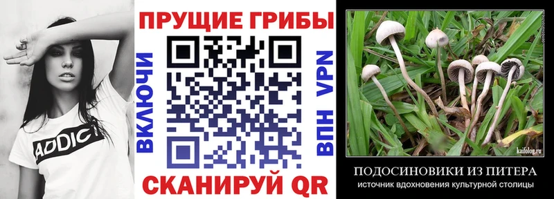 Купить закладки  Старица  Псилоцибиновые грибы прущие грибы 